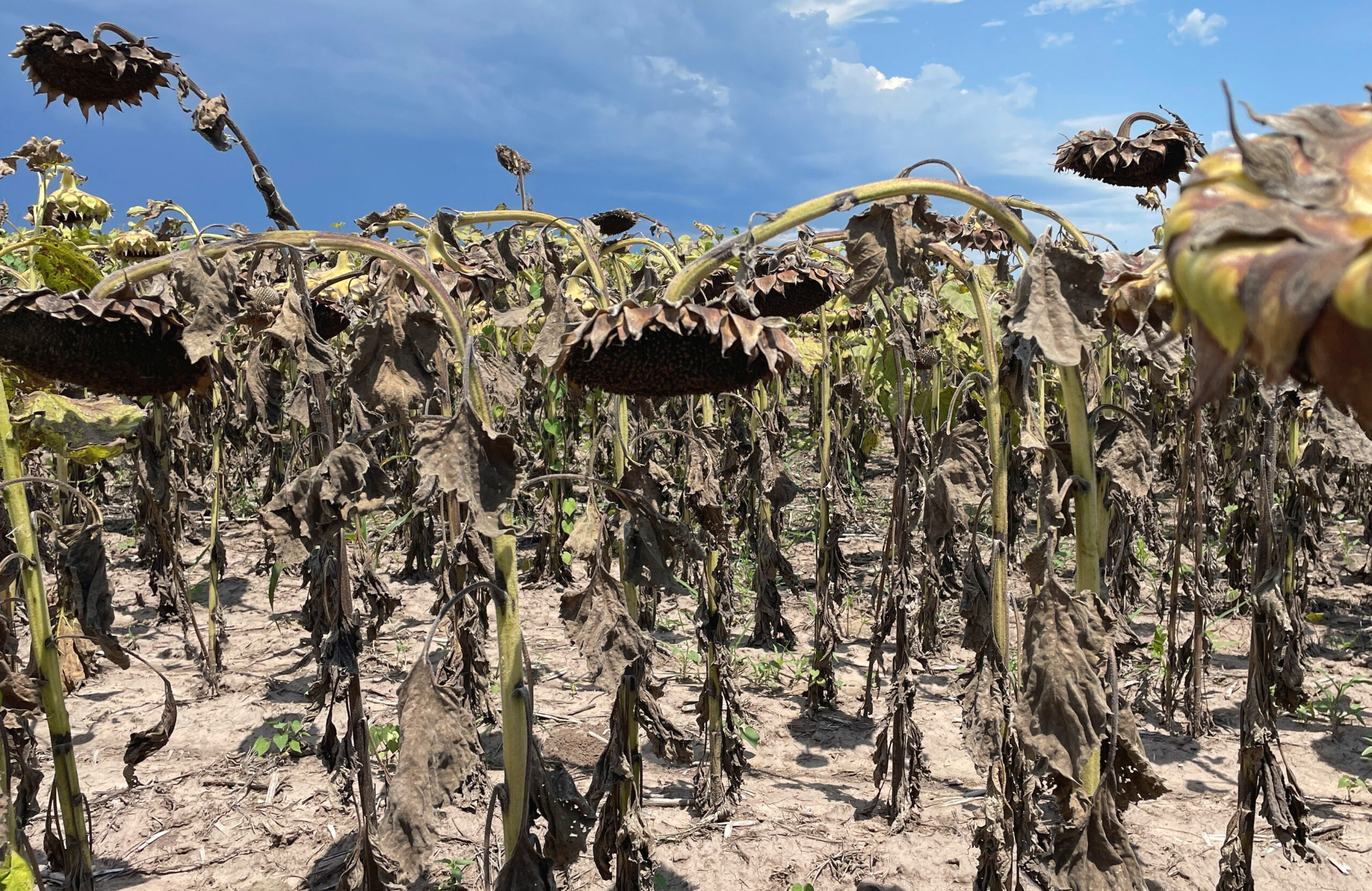 Científicos: altas temperaturas por cambio climático agudizan efectos de sequía en Argentina