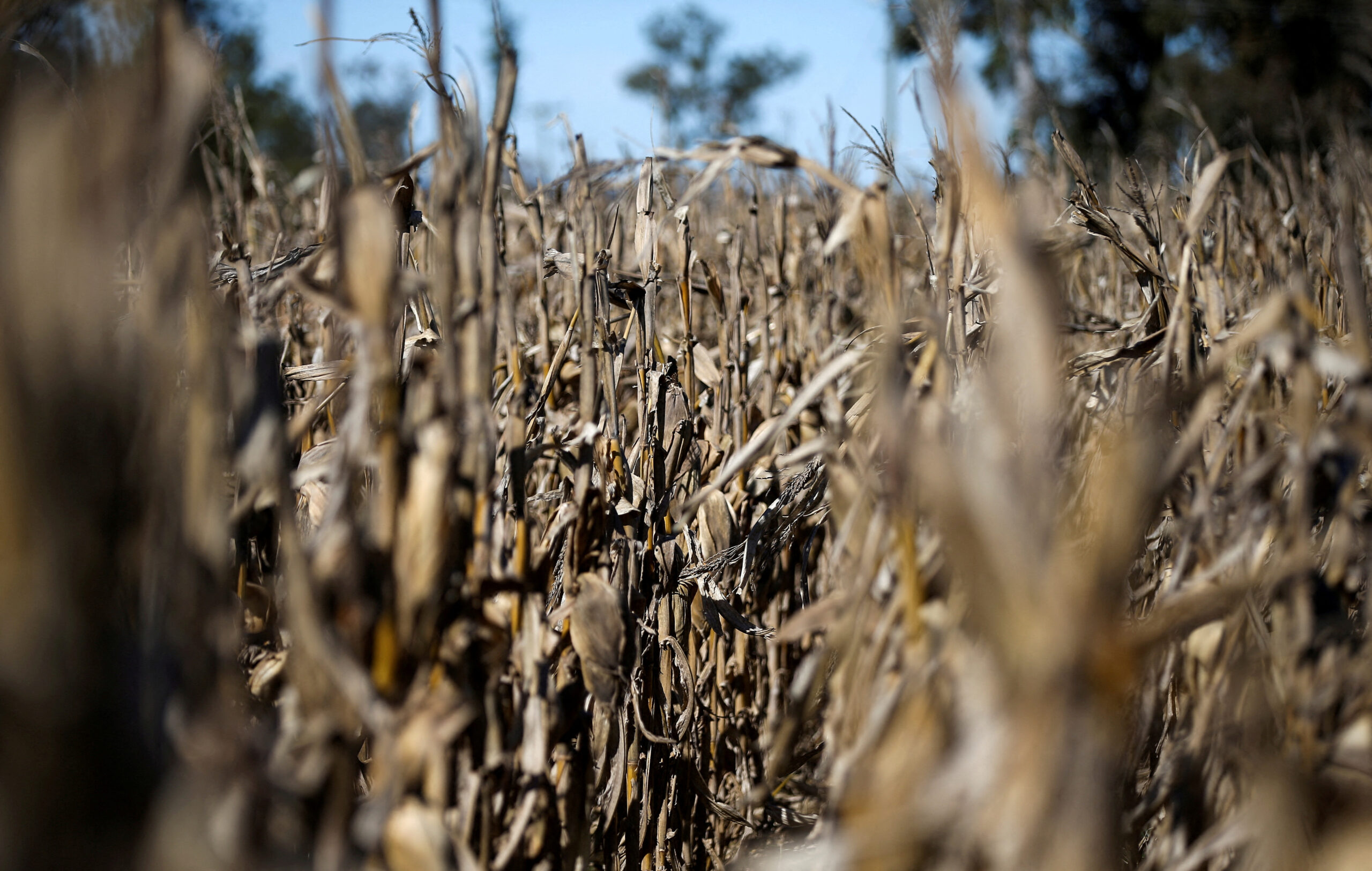 Crop export revenues could fall 23% after drought