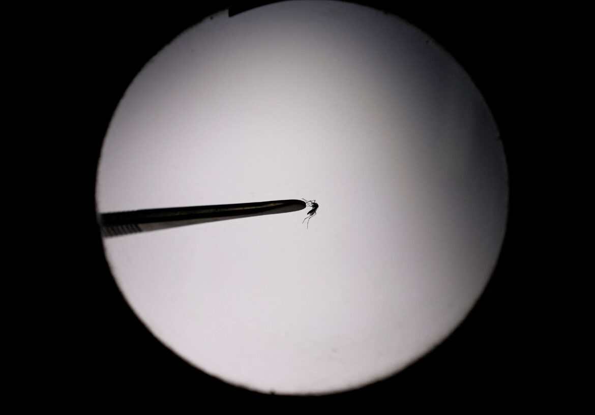 dengue mosquito