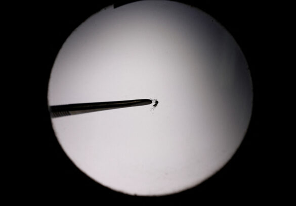 dengue mosquito
