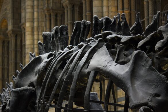 Dinosaur bones. Source: Pexels