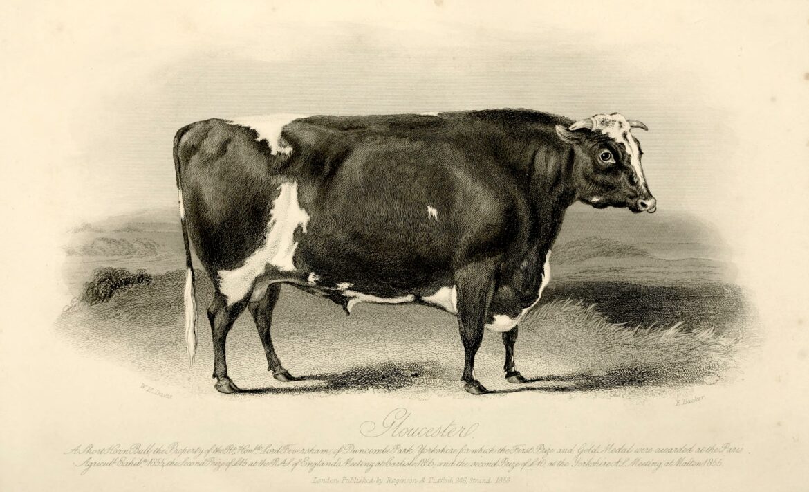 Engraving of a shorthorn bull from The Farmers magazine, 1856. Source: Wikimedia commons