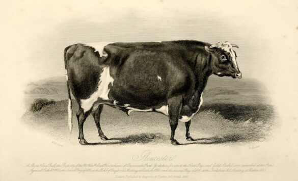 Engraving of a shorthorn bull from The Farmers magazine, 1856. Source: Wikimedia commons