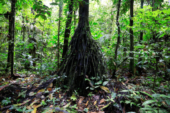 A view of the Amazon rainforest at the lagoon of the Yasuni National Park in the Pastaza province