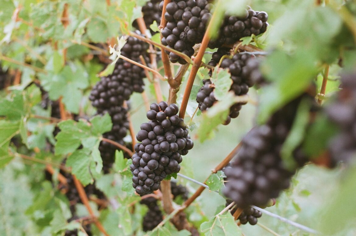 Pinot noir grapes. Credit: Pexels