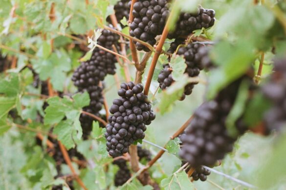 Pinot noir grapes. Credit: Pexels
