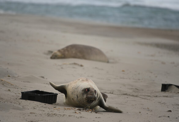 A young elephant seal (Mirounga) lies next to plastic crates on the beach.