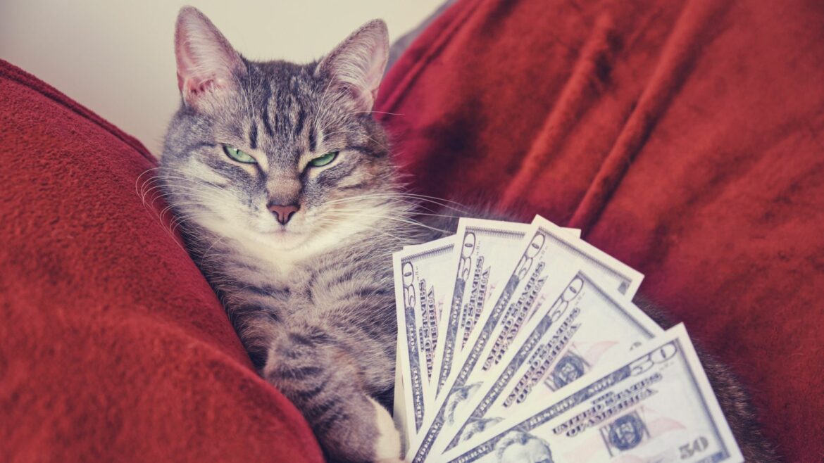 a cat with half-closed eyes and dollars