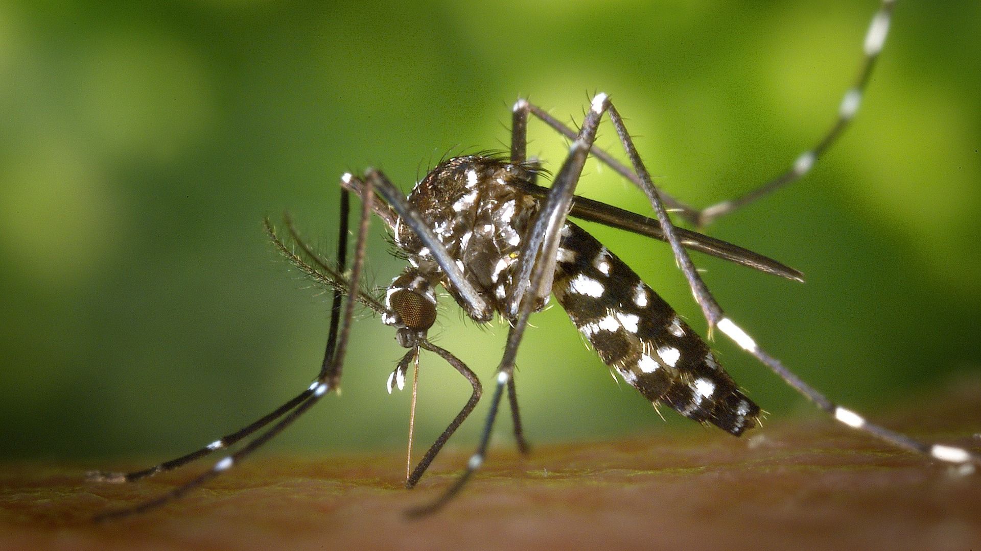 Dengue cases up 61% in a week in Argentina