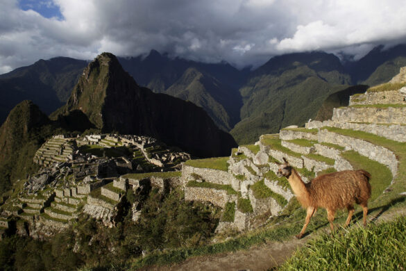 FILE PHOTO: A llama is seen near the Inca citadel of Machu Picchu in Cusco, Peru, in this December 2, 2014 file photo. REUTERS/Enrique Castro-Mendivil