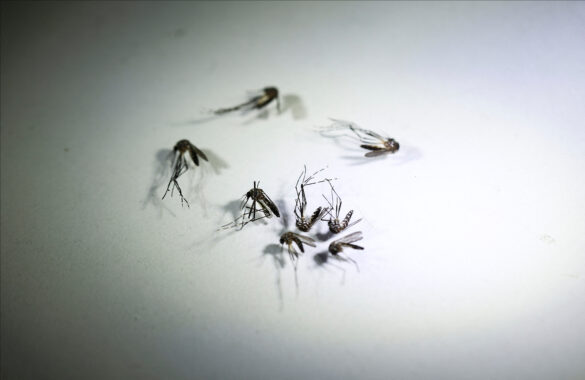Aedes aegypti mosquitoes are seen in Buenos Aires, Argentina March 13, 2024. REUTERS/Agustin Marcarian