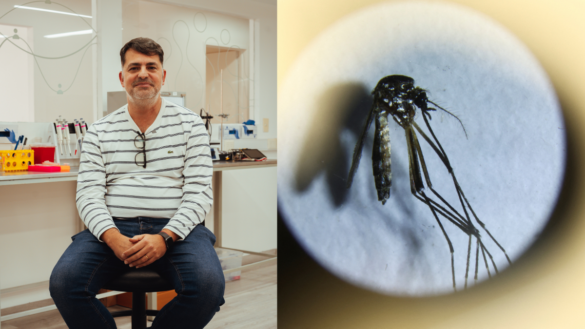 Argentina's Limay Biosciences develops dengue fever test. Image: Marcelo Kauffman/an Aedes Aegypti mosquito. Credit: Limay/Reuters