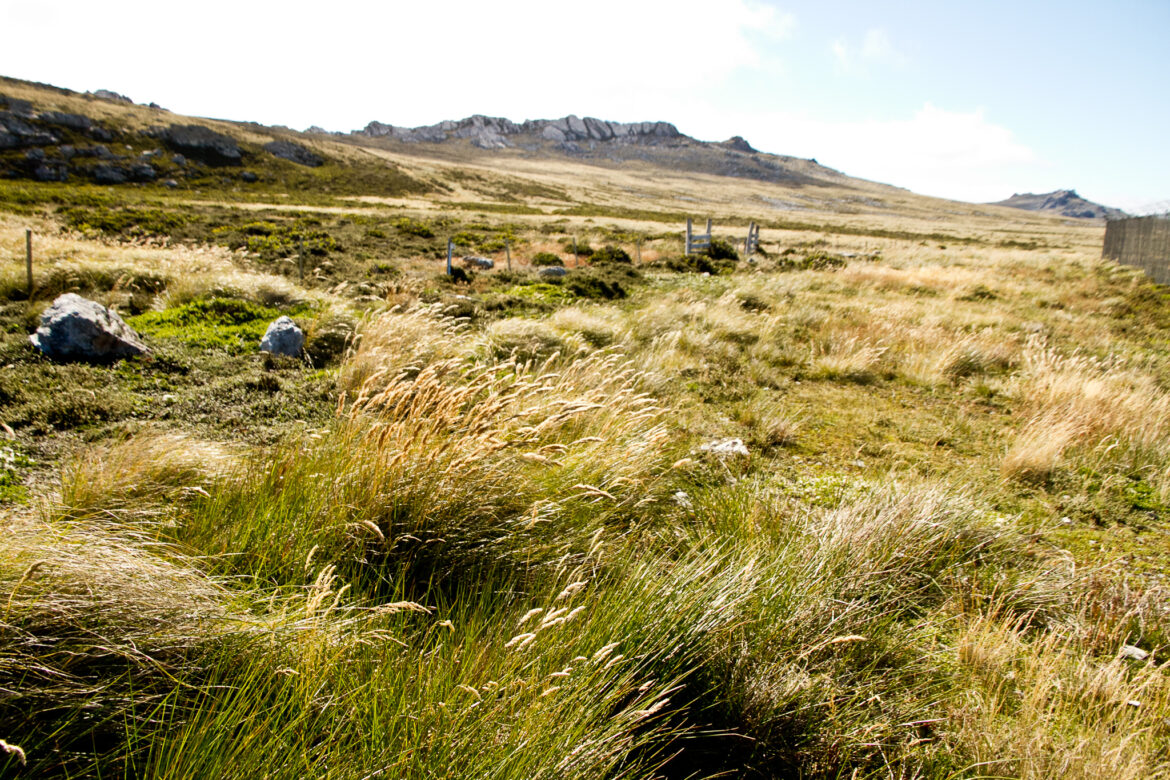 Malvinas Islands landscape. Source: Erik Anestad via Wikimedia Commons