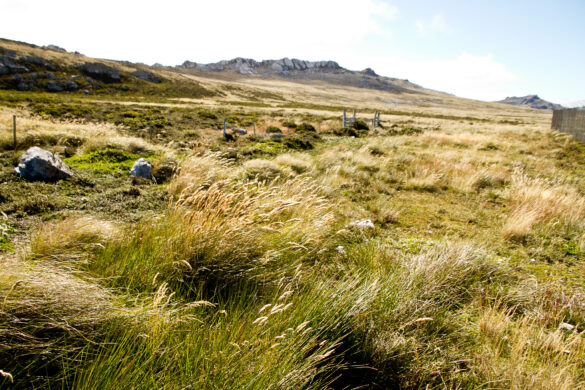 Malvinas Islands landscape. Source: Erik Anestad via Wikimedia Commons
