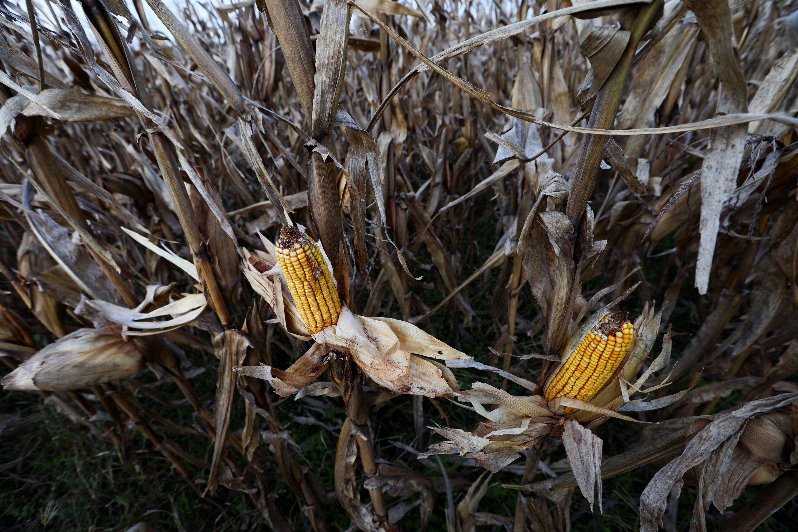 As climate shifts, a leafhopper bug plagues Argentina's corn fields