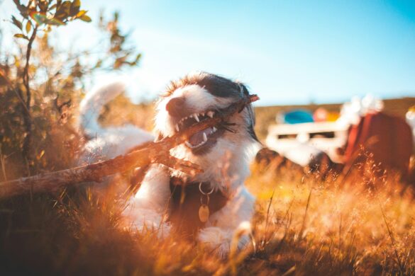 A dog chews a stick. Photo: Erik Odiin via Unsplash