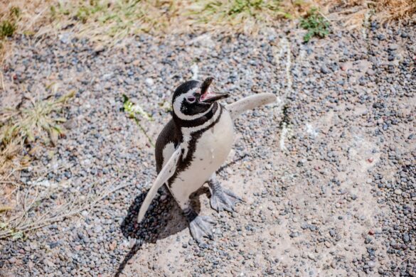 Magellanic penguins at Punta Tombo. Photo credit: Greenpeace Argentina
