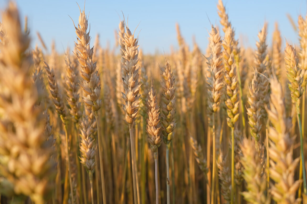 Wheat growing in a field in Finland. Photo: kallerna via Wikimedia Commons