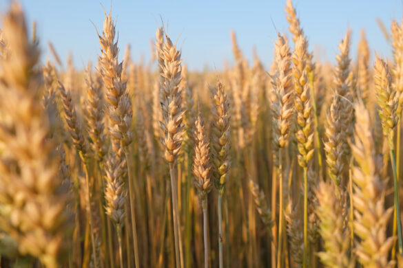 Wheat growing in a field in Finland. Photo: kallerna via Wikimedia Commons
