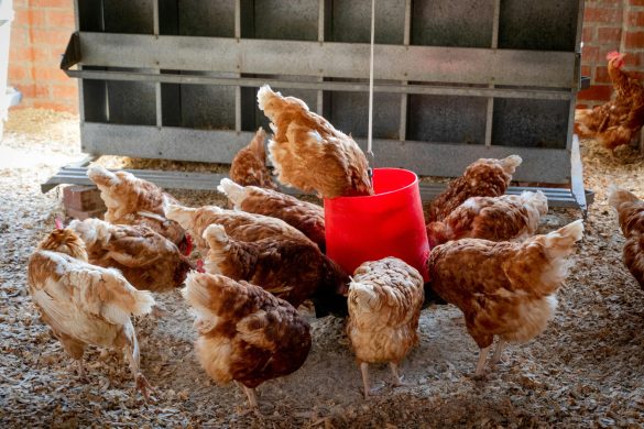 Chickens. Credit: Pexels
