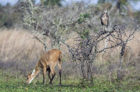 Birding in the ibera wetlands, Argentina. Photo: Martin Eayrs