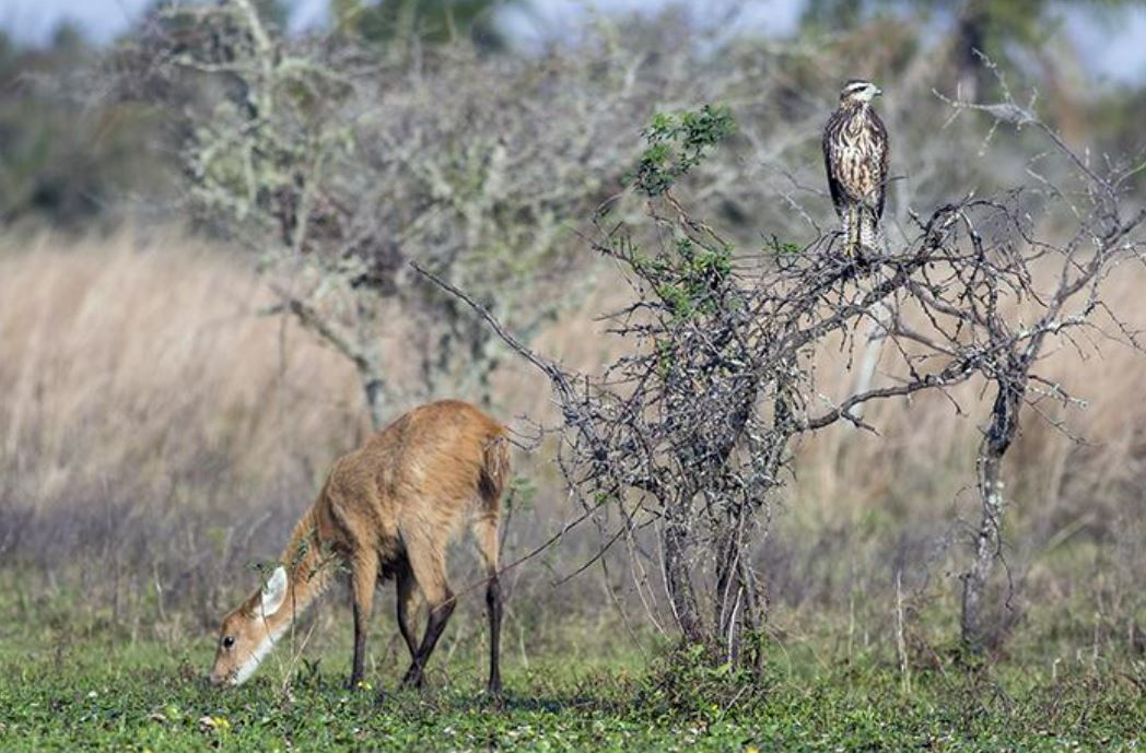 Birding in the ibera wetlands, Argentina. Photo: Martin Eayrs