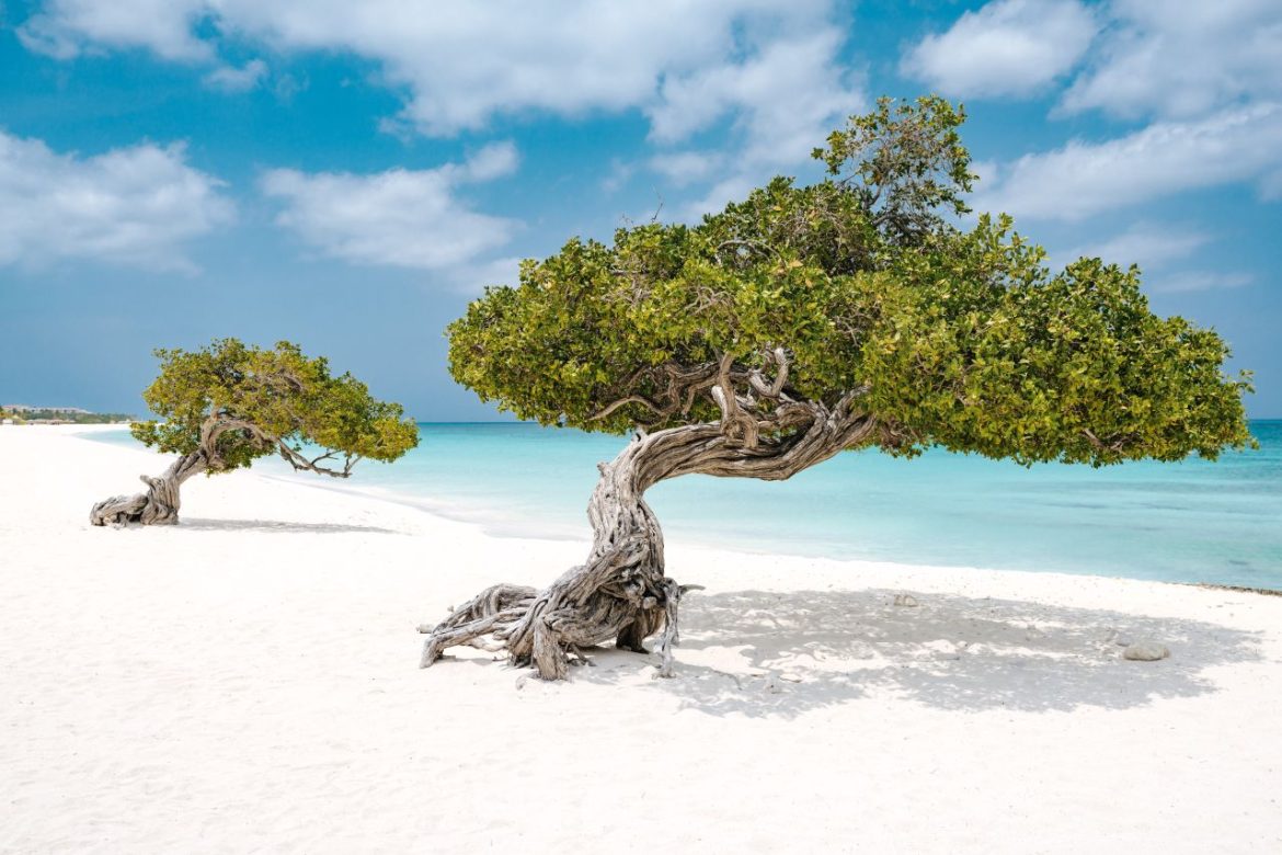 Fofoti Trees At Eagle Beach. Photo: Courtesy of Aruba Tourism Authority