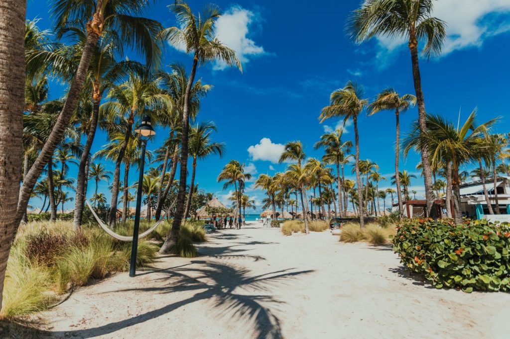 Palm Trees at Aruba's Palm Beach